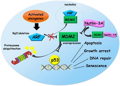 P53-MDM2 Pathway: Evidences for A New Targeted Therapeutic Approach in B-Acute Lymphoblastic Leukemia